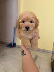 Toy Poodle