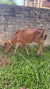 anak lembu betina