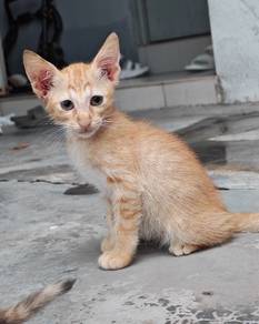 Anak Kucing (Kitten) 