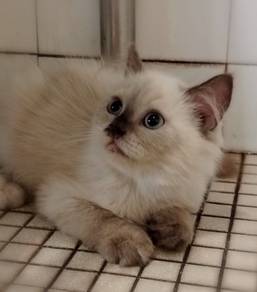 British Longhair Kitten