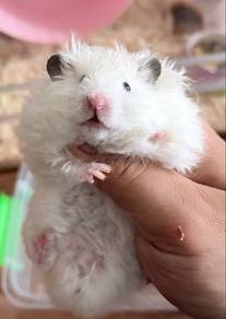 hamster big bone