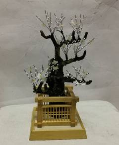 Cherry Blossom Tachibachibana, Cocoon White Plum,