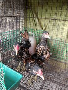 Ayam Batik Gold