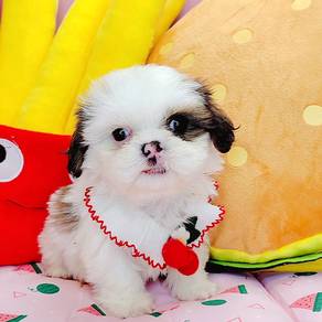 Shih Tzu
