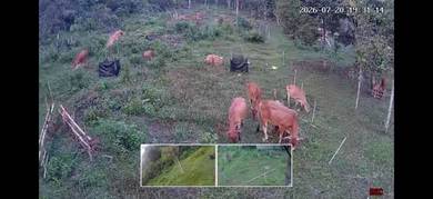 Lembu