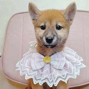 Shiba