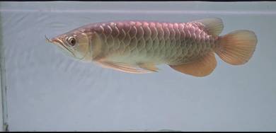 MGBB Yi Tiao Long YTL for Sale