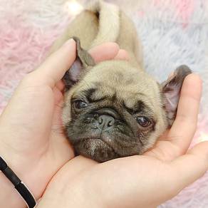 Pug