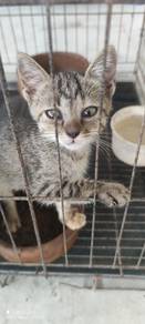 Anak Kucing