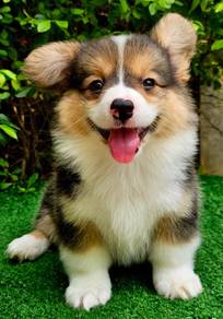 CORGI PUPPIES C163 🌻 Fluffy Male~Female