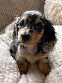 HHT-711 cute dachshund long haired dapple haired