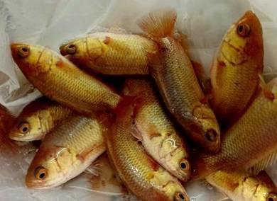 Golden Puyu, 黄金攀木鲈, Golden Climbing Perch
