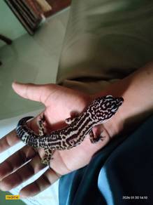  leopard gecko 