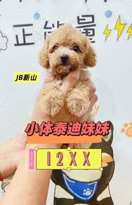 Tiny Light Brown Poodle Female