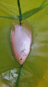 kaloi