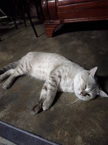 Kucing baka bsh