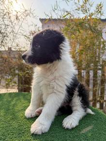 Female Black White Border Collie with Purebreed