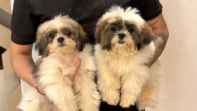 Shihtzu