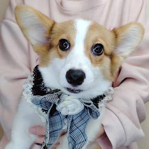 Corgi