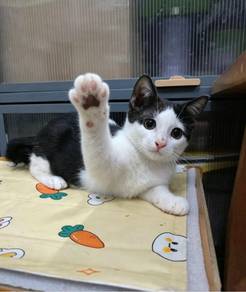 For Adoption Ipoh