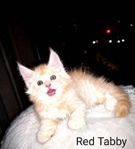 Maine Coon