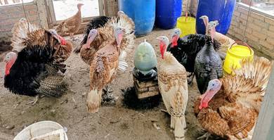 ayam belanda 