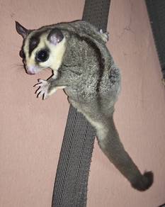 sugar Glider male