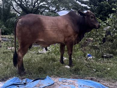 Lembu & Kerbau Korban 2026