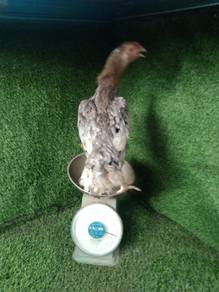 induk ratu THK for sale