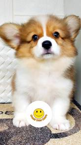 CG3888 Long haired Welsh Corgi puppies