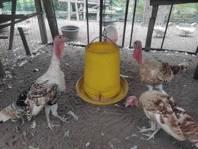 ayam piru jantan muda