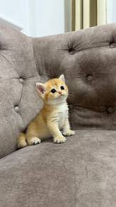 Baby Girl Bsh Golden 