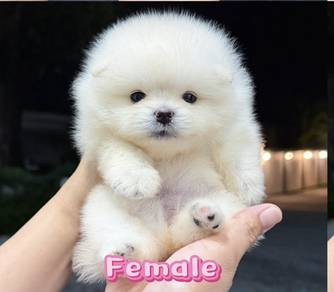 Pomeranian Bear Face Female Puppy