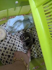 Sugar Glider