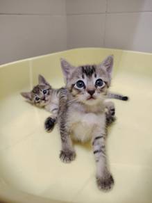 Kitten Free for Adoption. Gentle and Adorable.