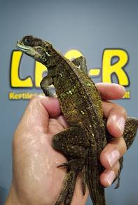 Weber's Sailfin Dragon