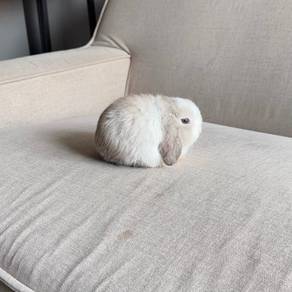 Holland lop bunny ear lop rabbit arnab