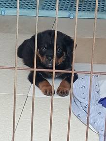 pure rottweiler puppy 