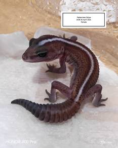 Fattail Gecko 