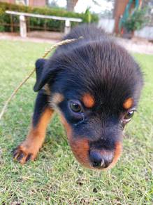 Rottweiler puppies 