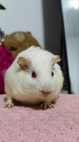 Guinea Pig 2 months old female