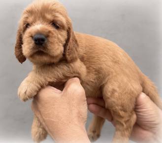 ENGLISH COCKER SPANIEL PUPPIES F420🌻Female