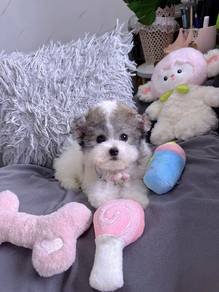 Mini Grey white -Boy
