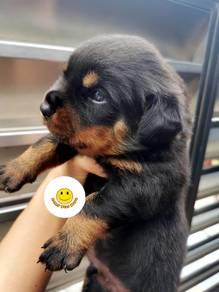 R2000 Rottweiler puppies #MKA certified