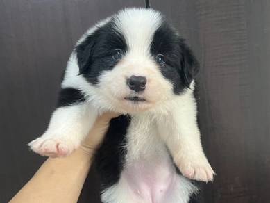 Border collie male female mka microchip