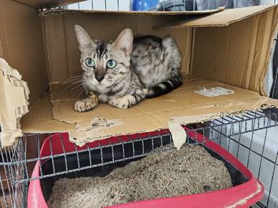 female bengal silver