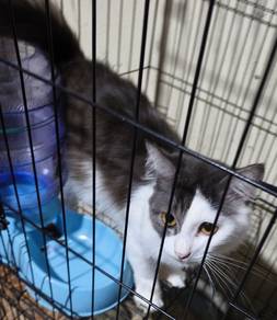 Seekor kucing remaja. 