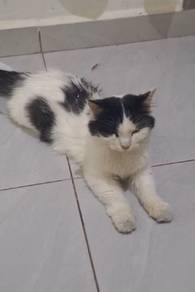 Kucing parsi comel