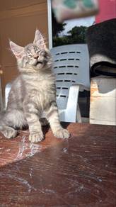 mainecoon male kitten