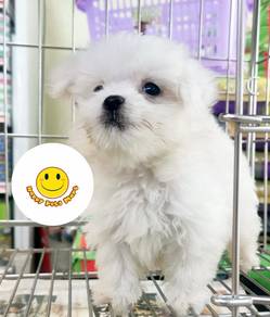 JKL7000 Tiny Maltese sweetheart puppy dog